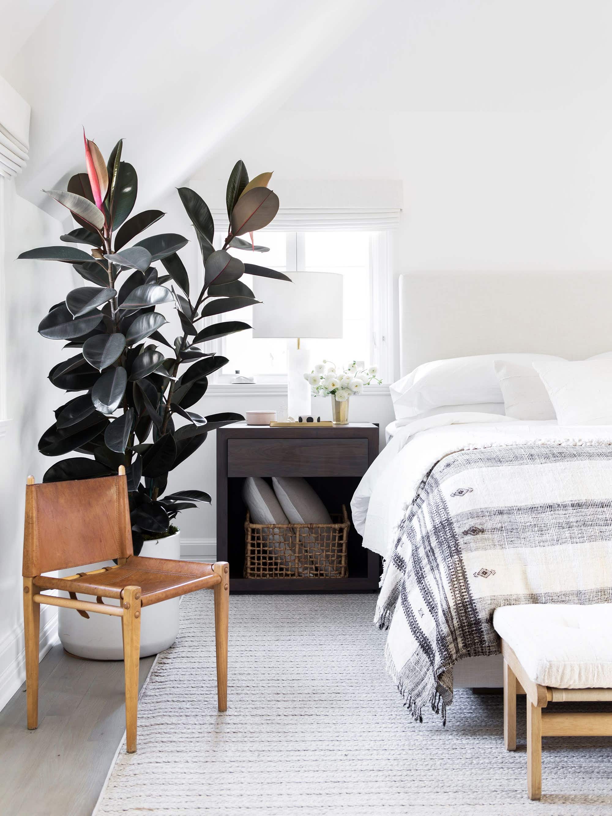 White bedroom with large rubber plant